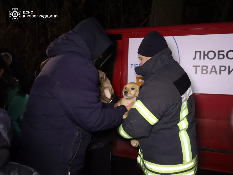 Спасатель ГСЧС ночью передает маленьких спасенных щенков волонтерам на фоне красного микроавтобуса с надписью о защите животных.