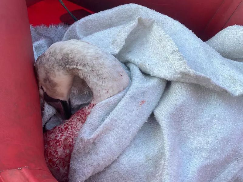 Поранений білий лебідь зі слідами крові на пір'ї, загорнутий у світлий рушник, лежить у червоному човні рятувальників ДСНС.