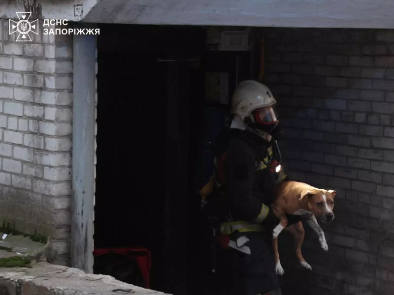 Пожарный ГСЧС в защитной экипировке и маске выносит рыже-белую собаку из темного задымленного помещения в Запорожье.