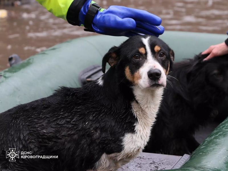 Спасатель ГСЧС Кировоградской области гладит спасенную собаку в надувной лодке во время ликвидации последствий наводнения.