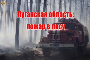 Луганська область: пожежа в лісі