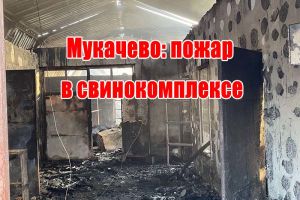 Мукачево: пожар в свинокомплексе