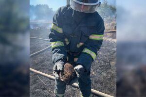 На Днепропетровщине спасатели спасли ежика от пожара