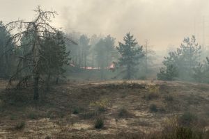 Спасатели ликвидировали пожар на территории лесничества в Запорожской области