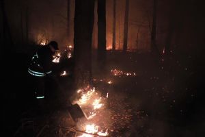 У Чернігівській області військові, рятувальники, прикордонники та лісники гасять масштабну лісову пожежу
