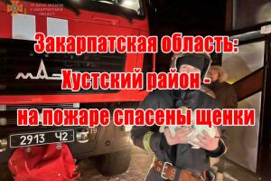 Закарпатська область: Хустський район - на пожежі врятовано цуценят