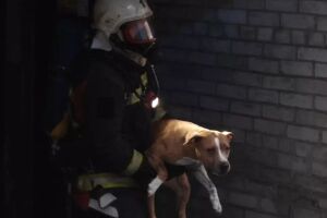 Пожар в многоэтажке Запорожья: спасатели вывели женщину в кислородной маске и эвакуировали домашних животных