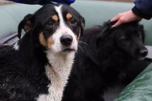 В Кропивницком продолжается масштабная операция по спасению животных из затопленного приюта &laquo;Бим&raquo;