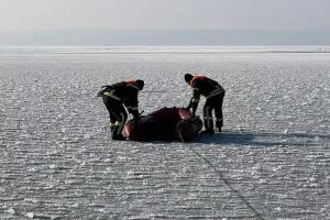 У Кам&rsquo;янському рятувальники ДСНС визволили лебедя з крижаної пастки на водосховищі