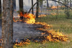 Пожежі на природних територіях - як запобігти і як з ними боротися Євросервіс